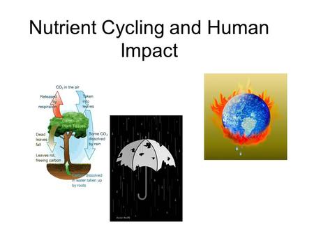 Nutrient Cycling and Human Impact