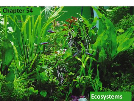 2005-2006 Ecosystems Chapter 54. 2005-2006 Ecosystem Community of organisms plus the abiotic factors that exist in a certain area.