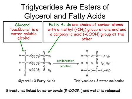 Triglycerides Are Esters of Glycerol and Fatty Acids