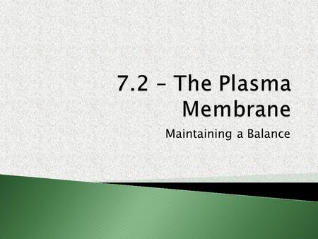 Maintaining a Balance. 1.The plasma membrane is a SELECTIVELY (SEMI-) PERMEABLE membrane that allows nutrients and wastes to enter and exit the cell.