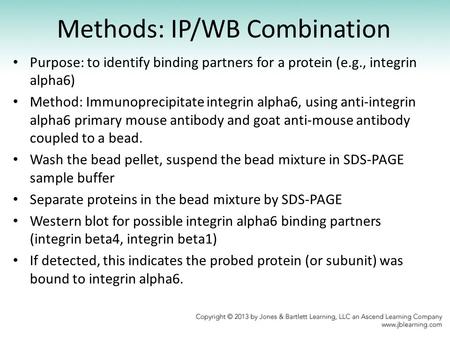 Methods: IP/WB Combination Purpose: to identify binding partners for a protein (e.g., integrin alpha6) Method: Immunoprecipitate integrin alpha6, using.