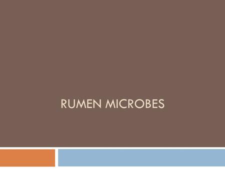 RUMEN MICROBES. Rumen Microbes  In charge of: Degradation Degradation Transport Transport Synthesis Synthesis.