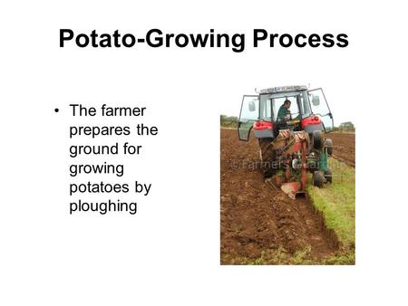 Potato-Growing Process
