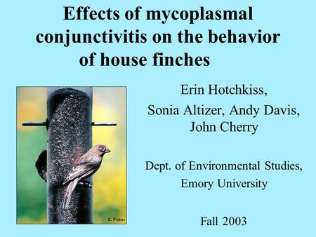 Effects of mycoplasmal conjunctivitis on the behavior of house finches