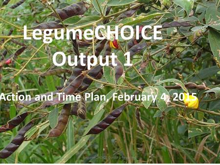 LegumeCHOICE Output 1 Action and Time Plan, February 4, 2015 LegumeCHOICE Output 1 Reporting.
