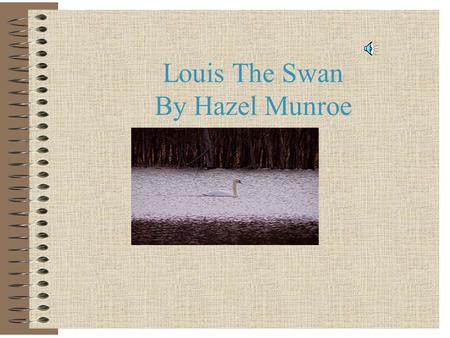 Louis The Swan By Hazel Munroe Trying to find a place! This is my mom getting ready to try to find a nice place for her eggs!