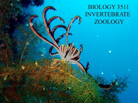 BIOLOGY 3511 INVERTEBRATE ZOOLOGY. What’s involved 1. Lectures a. the structure of invertebrates will be examined from a biomechanical point of view and.
