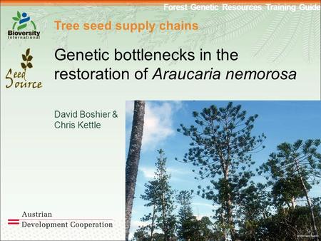 Forest Genetic Resources Training Guide Tree seed supply chains Genetic bottlenecks in the restoration of Araucaria nemorosa David Boshier & Chris Kettle.