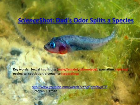 ScienceShot: Dad's Odor Splits a Species Key words: Sexual imprinting (male/female), (phenotype), speciation,(species), ecological speciation, divergence.