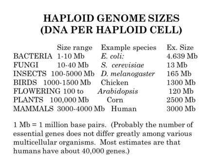HAPLOID GENOME SIZES (DNA PER HAPLOID CELL) Size rangeExample speciesEx. Size BACTERIA1-10 Mb E. coli: 4.639 Mb FUNGI10-40 Mb S. cerevisiae 13 Mb INSECTS.