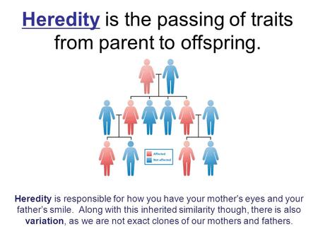 Heredity is the passing of traits from parent to offspring. Heredity is responsible for how you have your mother’s eyes and your father’s smile. Along.