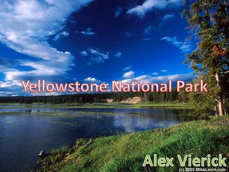 Works Cited Bald Eagle Yellowstone. N.d. MWV Photography. N.p., n.d. Web. 11 Jan. 2011.. Bison Night Night Time. N.d. TravelPod. N.p., n.d.