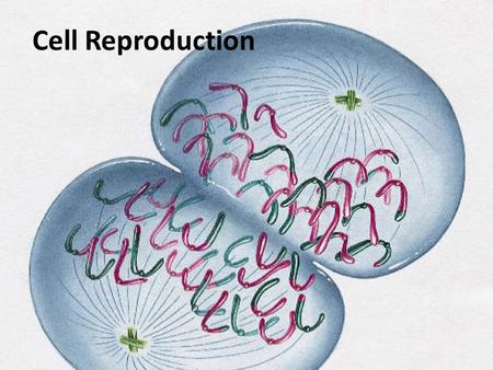 Cell Reproduction. Chromosomes: made of DNA DNA: stores all genetic information -genes: a hereditary unit of DNA -4 bases: -Adenine -Thymine -Guanine.