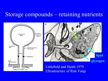 Littlefield and Heath 1979 Ultrastructure of Rust Fungi glycogen lipid Storage compounds – retaining nutrients.