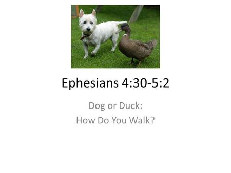 Ephesians 4:30-5:2 Dog or Duck: How Do You Walk?.