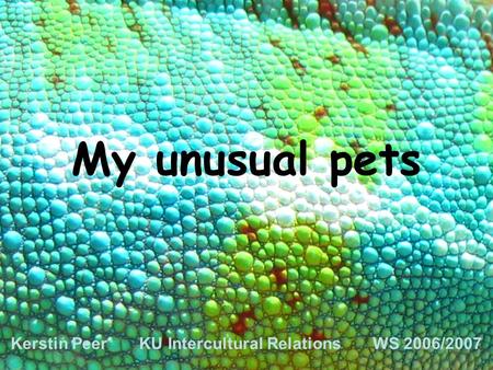My unusual pets Kerstin Peer KU Intercultural Relations WS 2006/2007.
