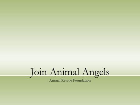 Join Animal Angels Animal Rescue Foundation. Introduction Reyhaneh Noori, Volunteer Coordinator. Volunteer opportunities.