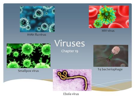 Viruses Chapter 19 HIV virus Ebola virus H1N1 flu virus T4 bacteriophage Smallpox virus.
