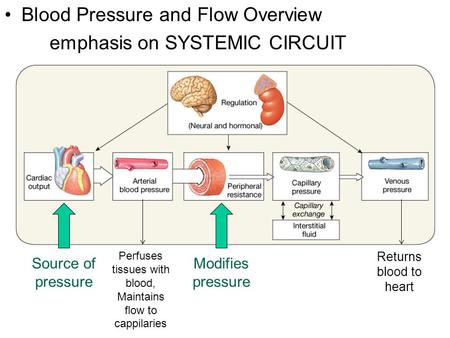 Blood Pressure and Flow Overview emphasis on SYSTEMIC CIRCUIT Source of pressure Modifies pressure Perfuses tissues with blood, Maintains flow to cappilaries.