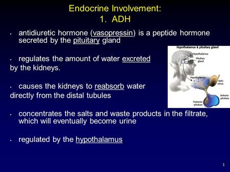 1 Endocrine Involvement: 1. ADH antidiuretic hormone (vasopressin) is a peptide hormone secreted by the pituitary gland regulates the amount of water excreted.