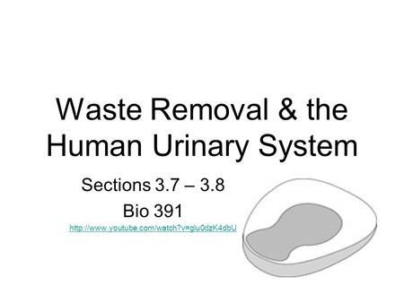 Waste Removal & the Human Urinary System