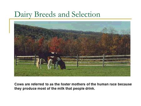 Dairy Breeds and Selection Cows are referred to as the foster mothers of the human race because they produce most of the milk that people drink.