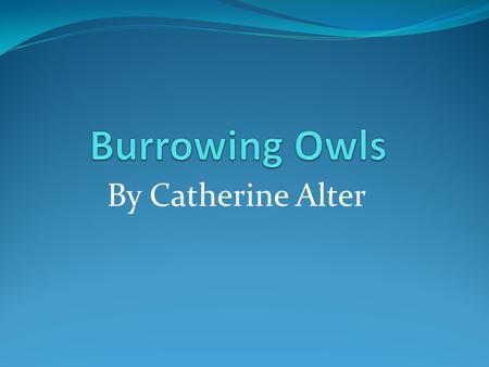 By Catherine Alter. What are burrowing owls? A burrowing owl is a type of bird. They are called burrowing owls because they live underground in burrows.