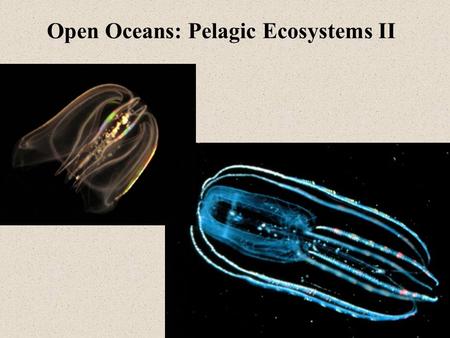 Open Oceans: Pelagic Ecosystems II