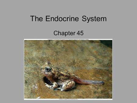 The Endocrine System Chapter 45.