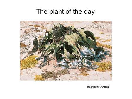 The plant of the day Welwitschia is a monotypic gymnosperm genus