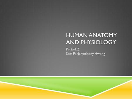 HUMAN ANATOMY AND PHYSIOLOGY Period: 2 Sam Park, Anthony Hwang.