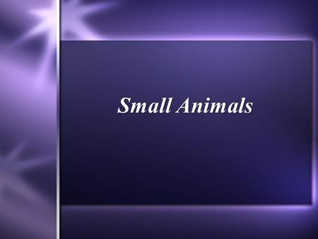 Small Animals.