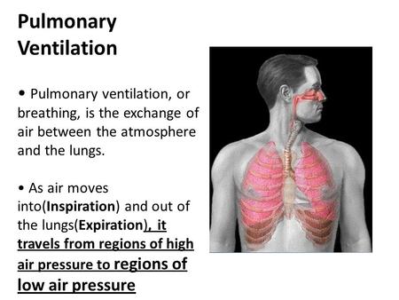 Pulmonary Ventilation Pulmonary ventilation, or breathing, is the exchange of air between the atmosphere and the lungs. As air moves into(Inspiration)