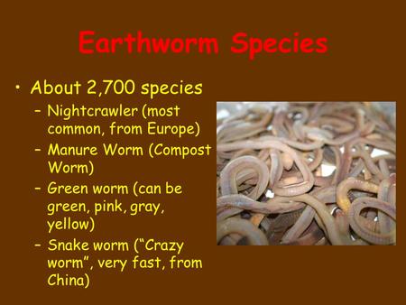 Earthworm Species About 2,700 species –Nightcrawler (most common, from Europe) –Manure Worm (Compost Worm) –Green worm (can be green, pink, gray, yellow)