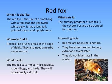 Red fox What it looks like: The red fox is the size of a small dog with a red coat and yellowish white belly. It has a long tail, pointed snout, and upright.