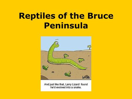 Reptiles of the Bruce Peninsula. What does it take to be a reptile? Four legged vertebrates Are amniotes; whose embryos are surrounded by an amniotic.