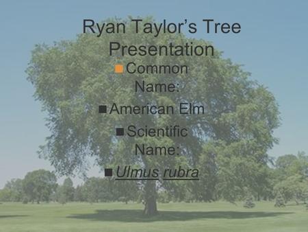 Ryan Taylor’s Tree Presentation Common Name: American Elm Scientific Name: Ulmus rubra.