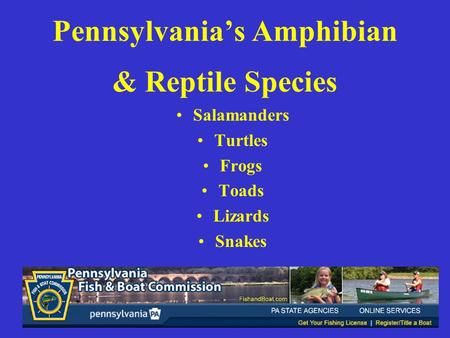 Pennsylvania’s Amphibian & Reptile Species Salamanders Turtles Frogs Toads Lizards Snakes.