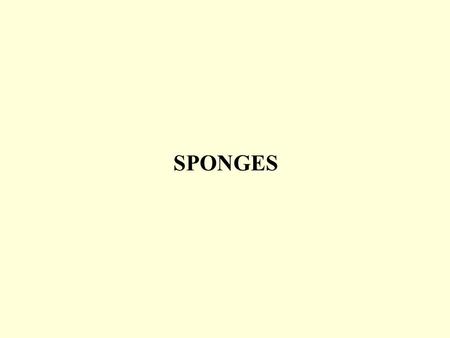 SPONGES. Some basic sponge structure Asconoid LeuconoidSyconoid Increasing surface area for same volume.