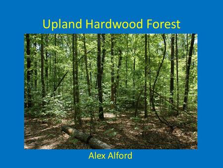 Upland Hardwood Forest Alex Alford. Description Closed canopy (often dense) temperate forest Dominated by hardwood trees (i.e broad leaved deciduous trees,