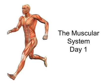 The Muscular System Day 1. Muscular System Overview Muscles pump blood through our bodies, move food through our digestive system, and control the movement.