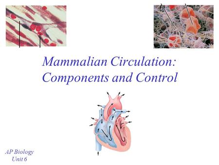 Mammalian Circulation: Components and Control AP Biology Unit 6.