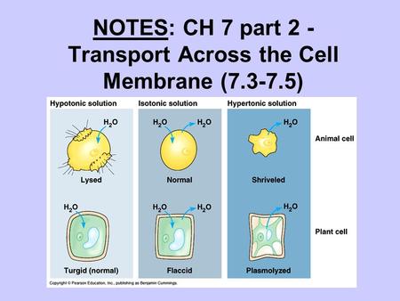 NOTES: CH 7 part 2 - Transport Across the Cell Membrane ( )