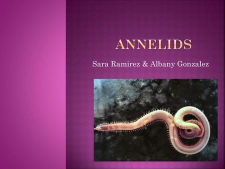 Sara Ramirez & Albany Gonzalez. Annelids are small worms with segmented bodies that have a true coelom that is lined with tissue derived from mesoderm.