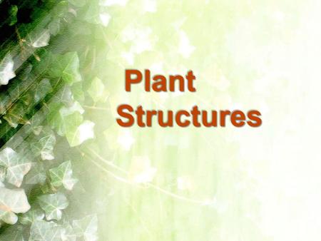 Plant Structures Plant Structures. Plant cell structure (Review) Differences between plant & animal cells? Unlike animal cells, plant cells have... Unlike.