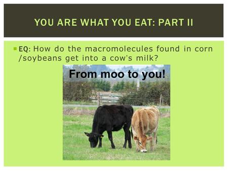  EQ: How do the macromolecules found in corn /soybeans get into a cow’s milk? YOU ARE WHAT YOU EAT: PART II From moo to you!