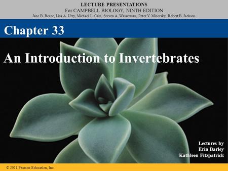 An Introduction to Invertebrates