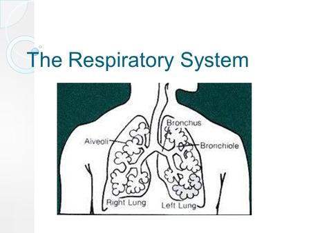 The Respiratory System. A system in which gases are exchanged.