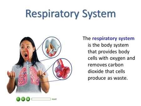Respiratory System The respiratory system is the body system that provides body cells with oxygen and removes carbon dioxide that cells produce as waste.