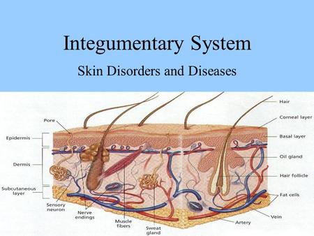 Integumentary System Skin Disorders and Diseases.